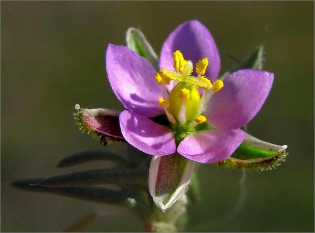 sm 118.jpg - Sand Spurrey (Spergularia bocconii): Originally from the Mediterranean these 3/16" flowers grew on flat matted foliage.